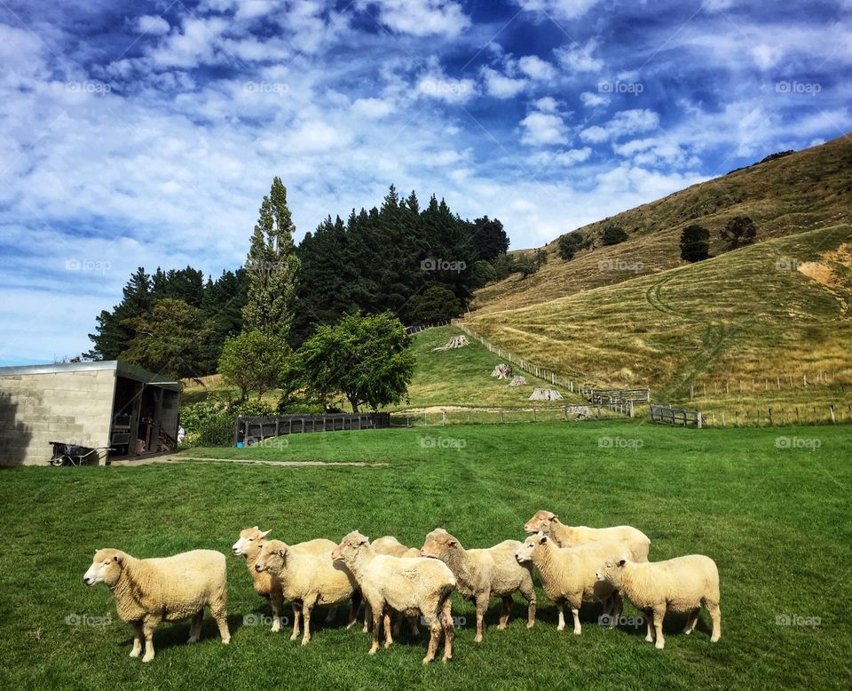 Sheep standing in a field in New Zealand