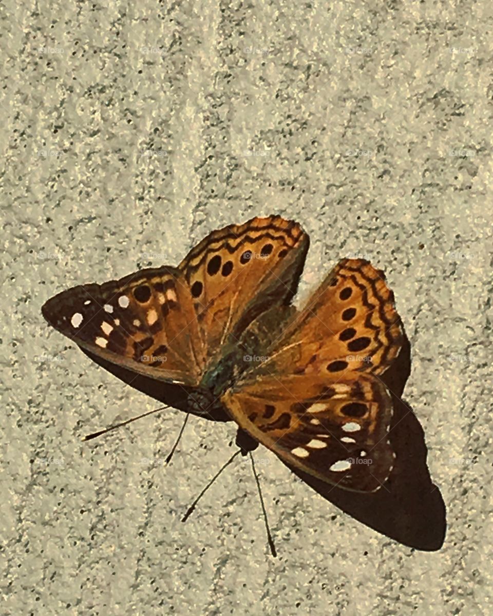 Butterfly's are so pretty