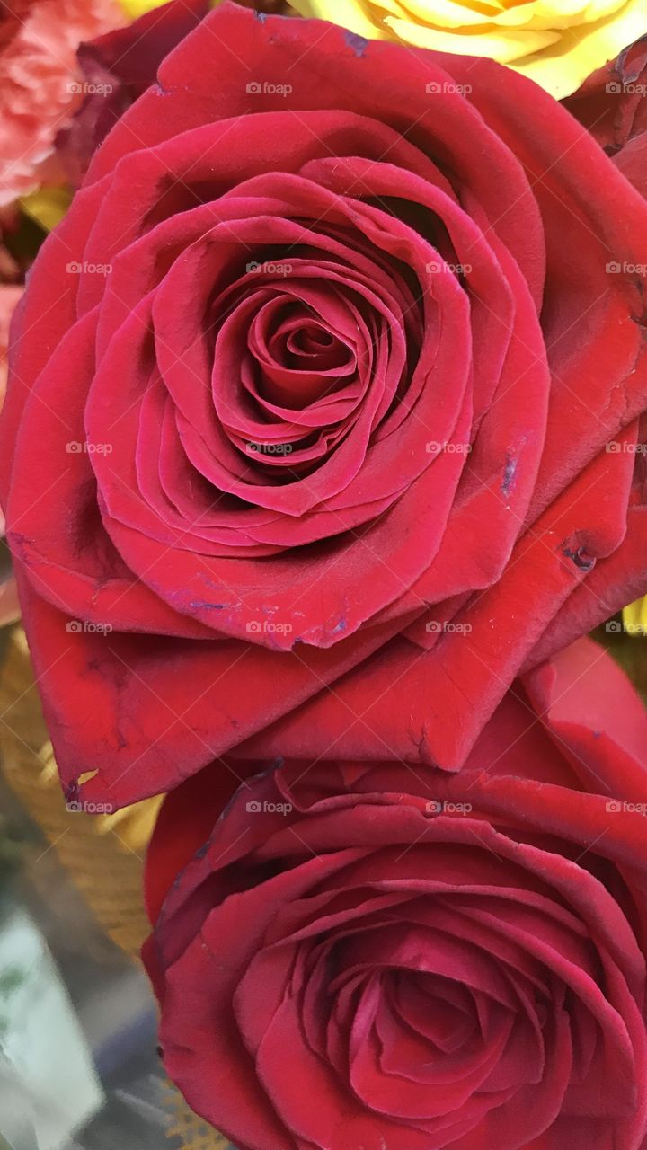 Red roses upclose
