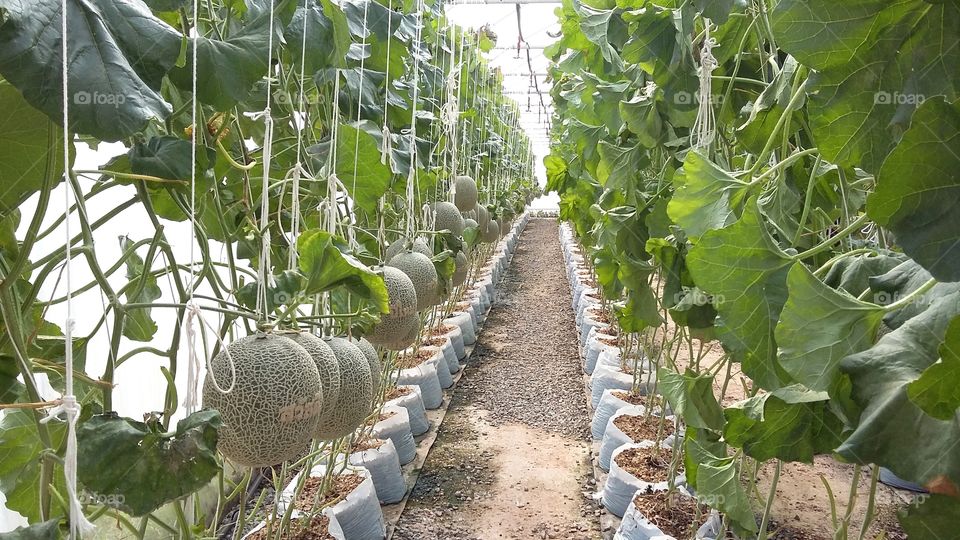 Melon Farm