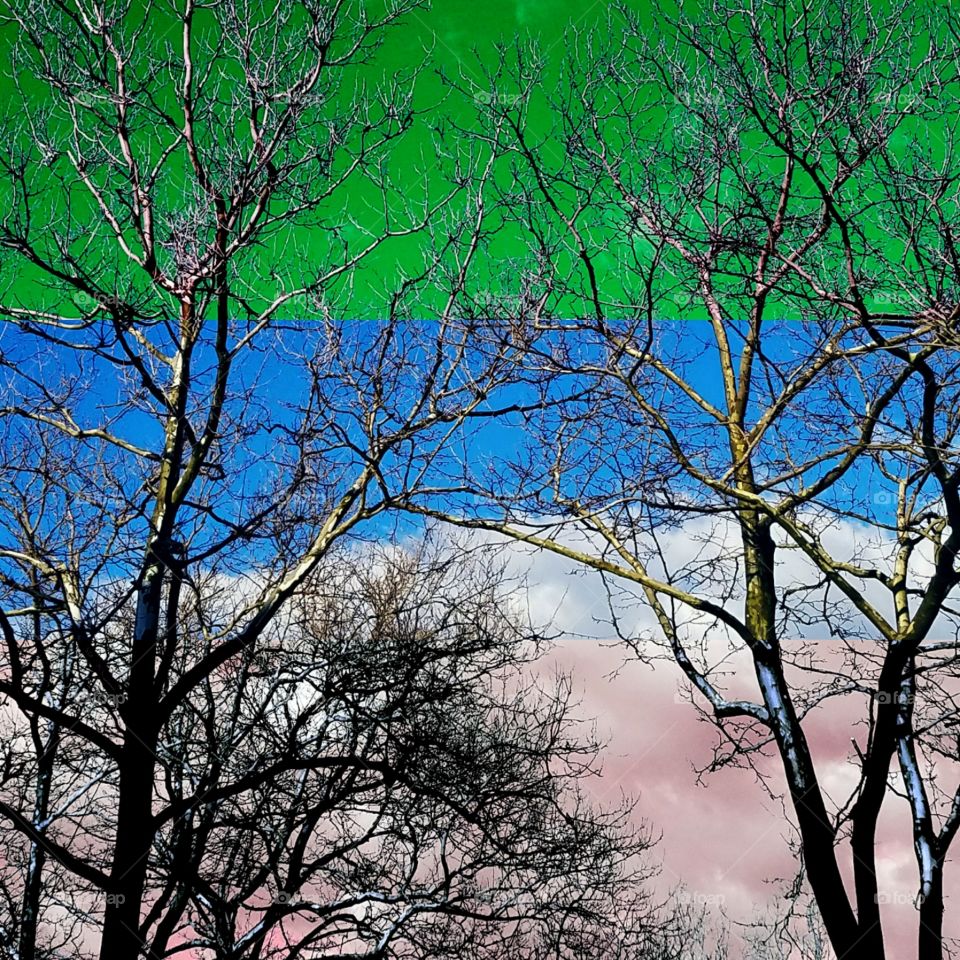 Trees under mostly clear skies in Bayside NY on a warm April evening