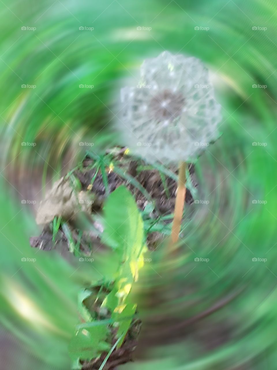 dandelion pusteblume