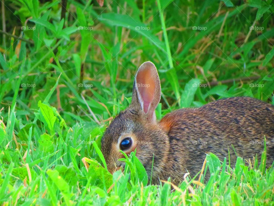 Grass, Animal, Nature, Rabbit, Cute