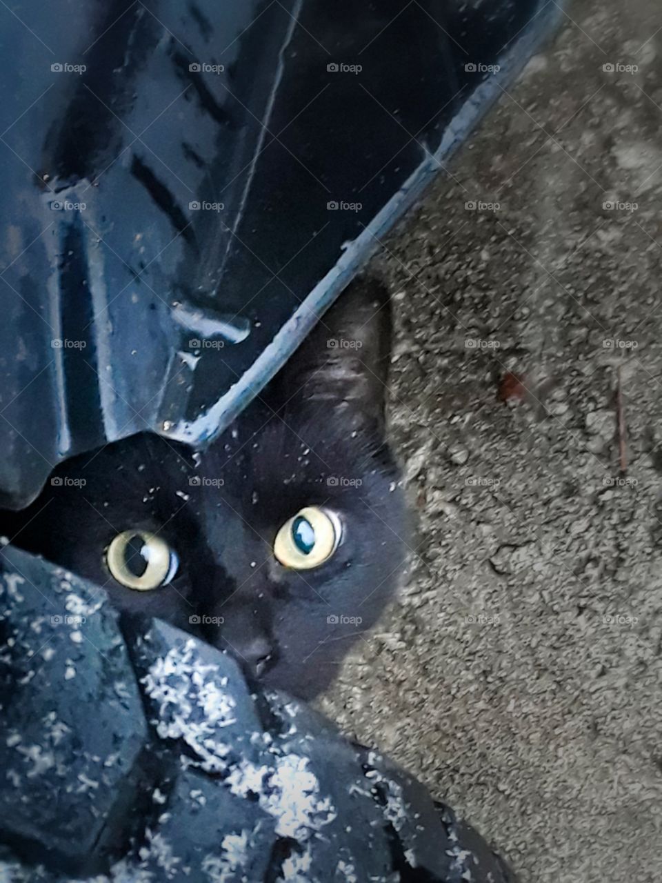 cute black cat