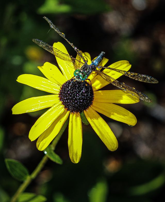 Dragonfly shower