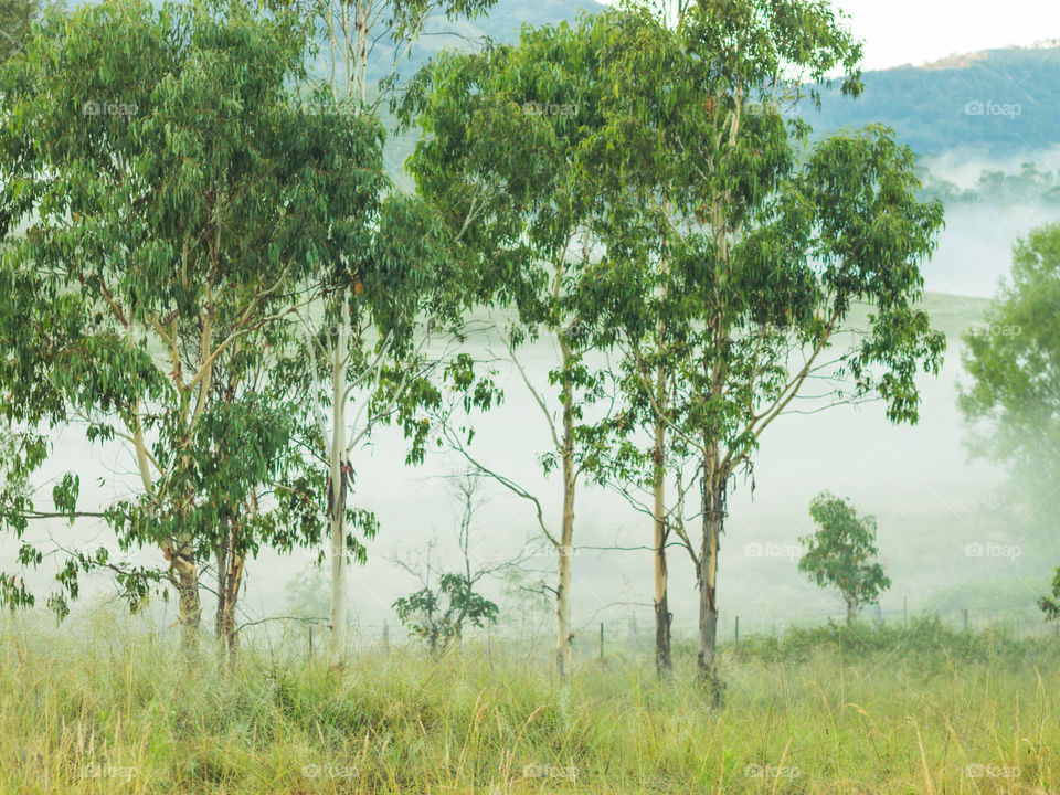 Mist in Australia