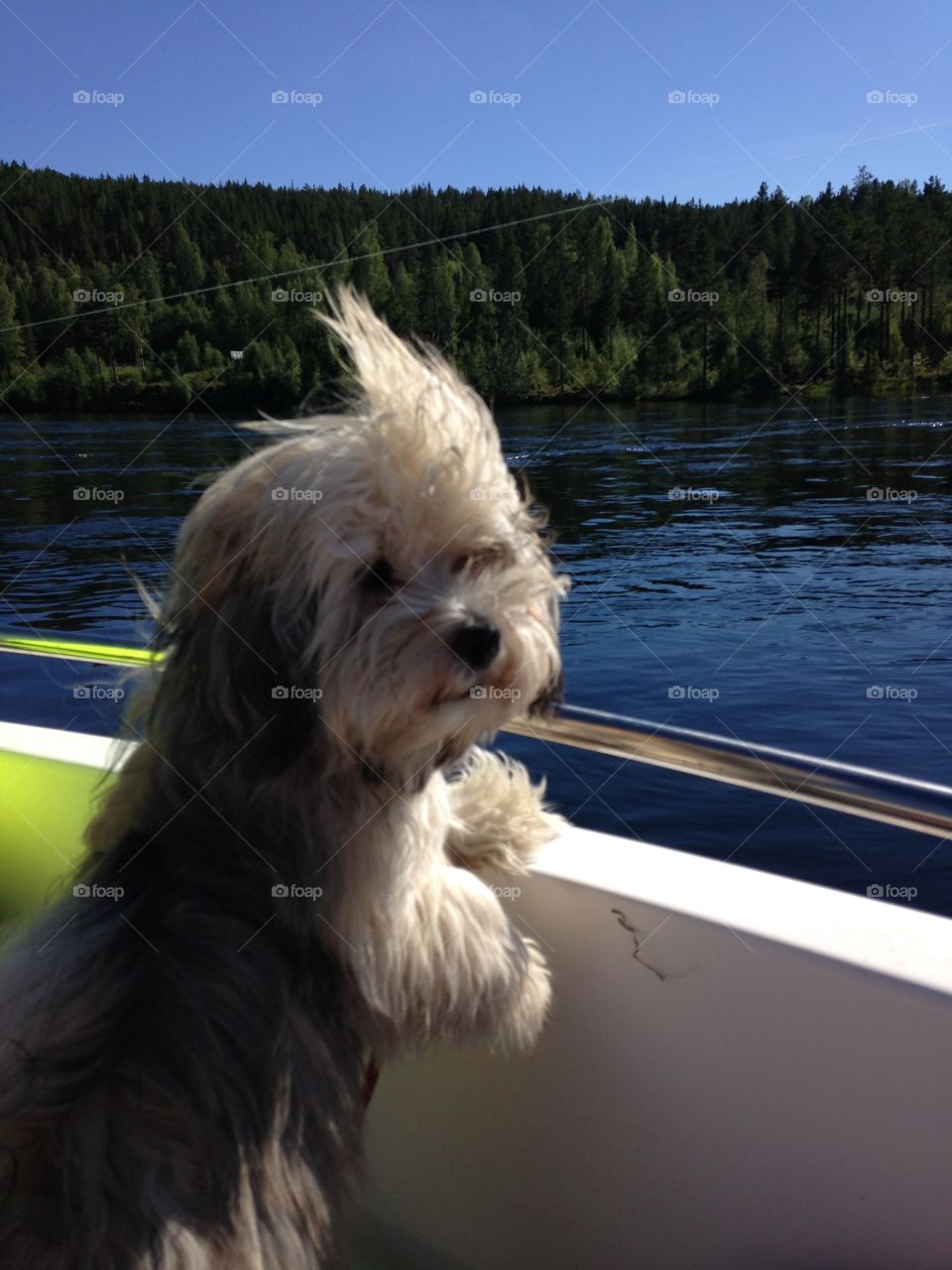 Dog in a boat. Our dog with the wind i his hair!