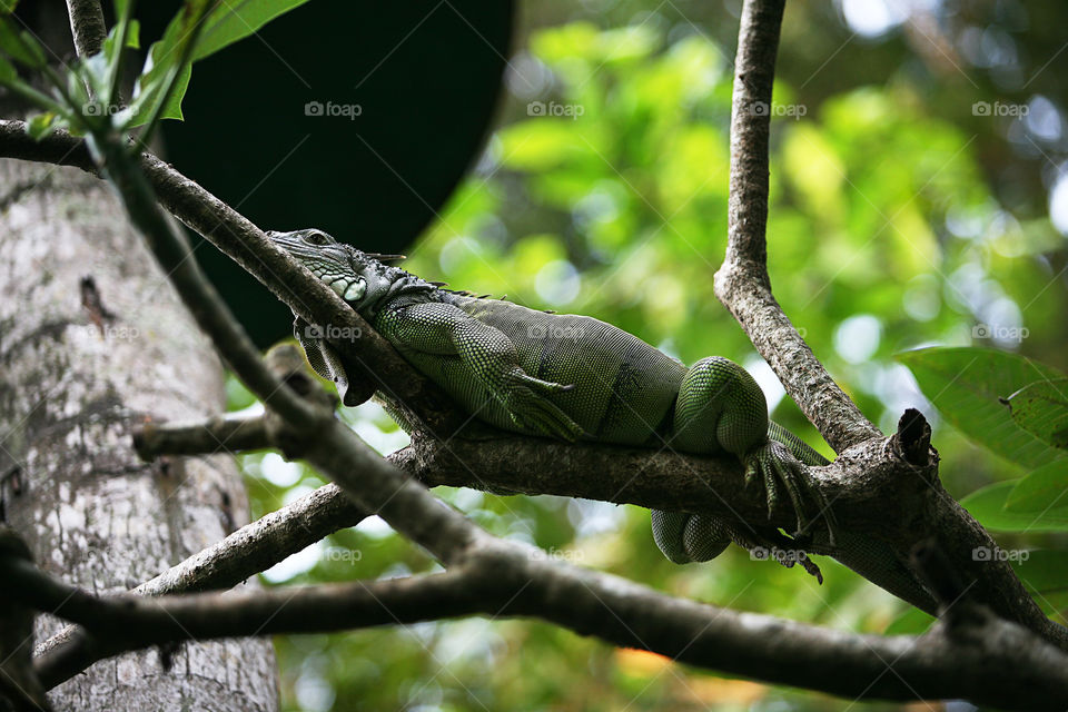 Green iguana in tropical rainforest