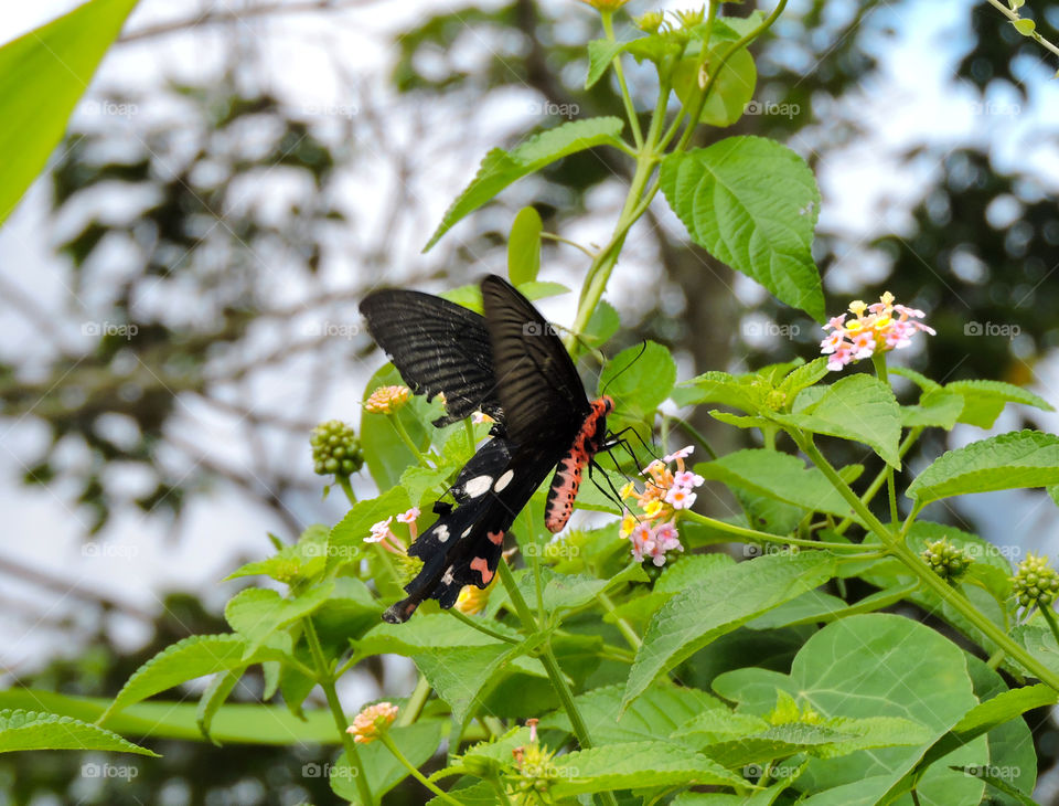 butterfly