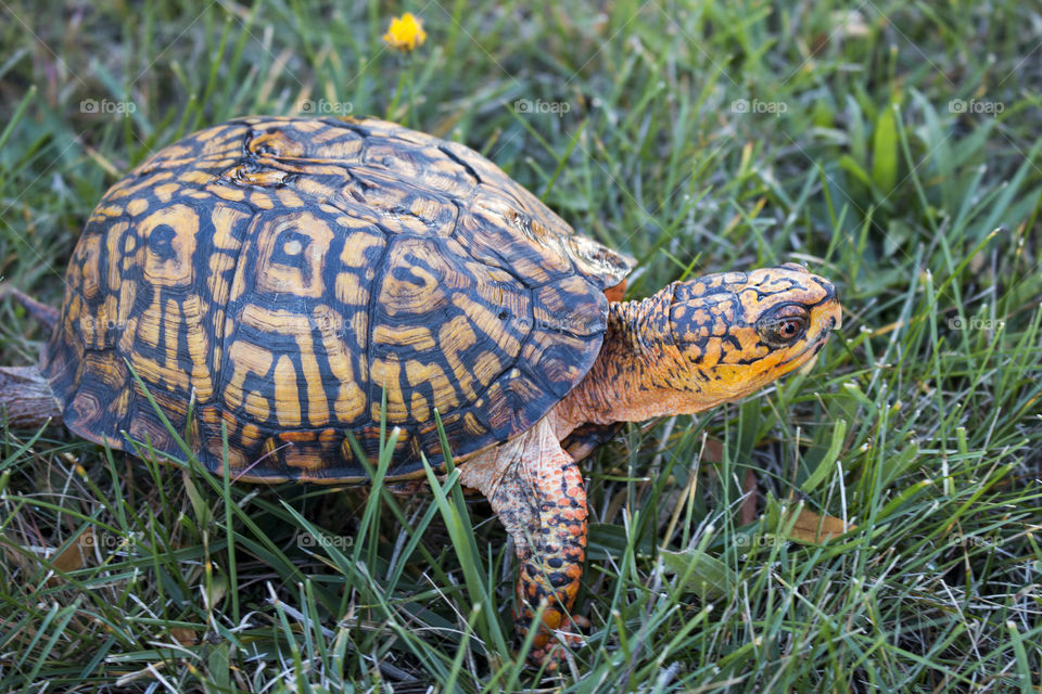 Tortoise on grassy field