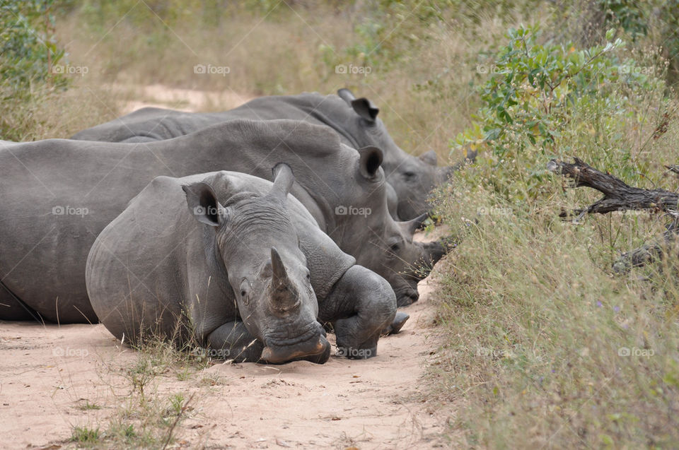 White rhino family