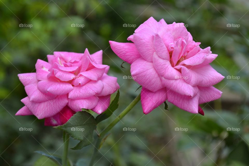 LOVELY PINK ROSES