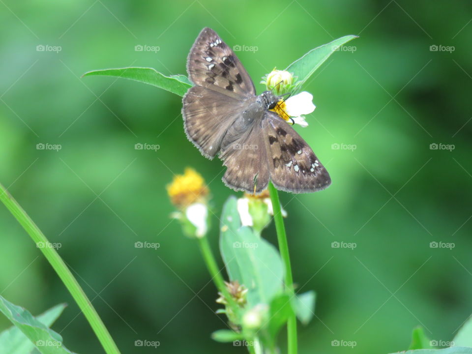 Duskywing