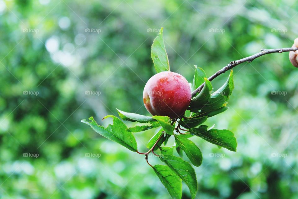 red blums with green leaves