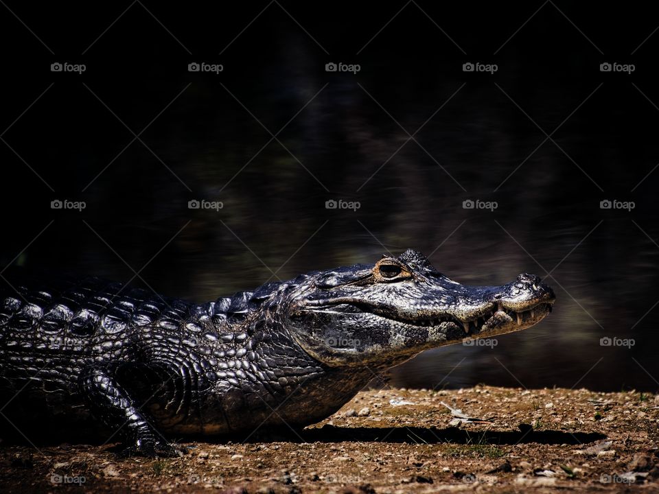 alligator