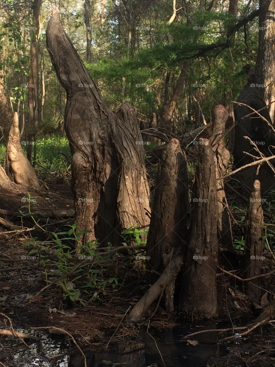 Swamp cypress knees and trees