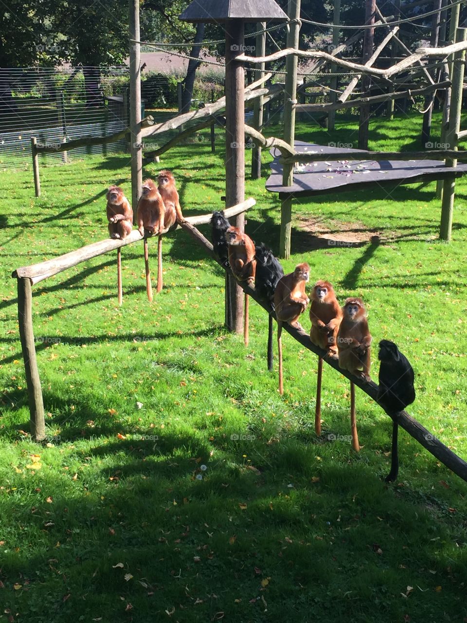 Monkeys . Monkeys lining up for a photo, very clever!! 