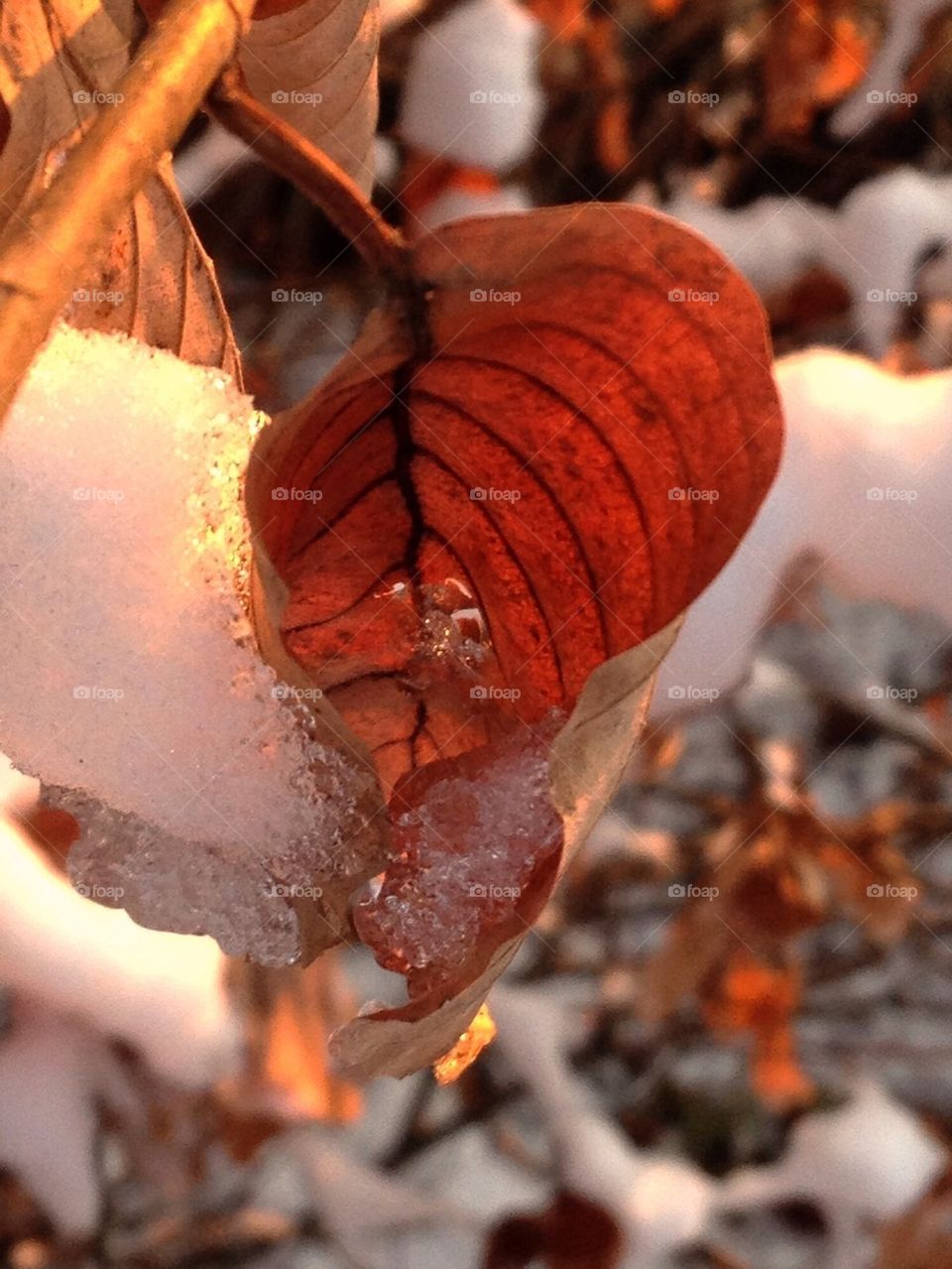 united states nature rhode island leaf by amieeleeangel223