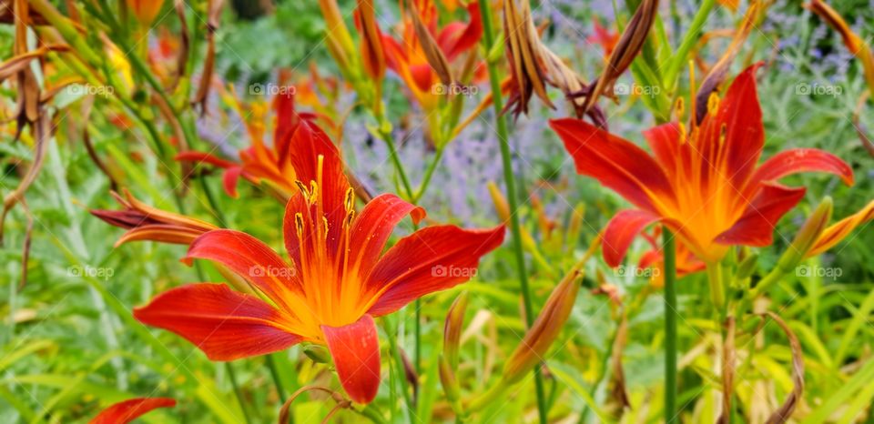 Beautiful flowers