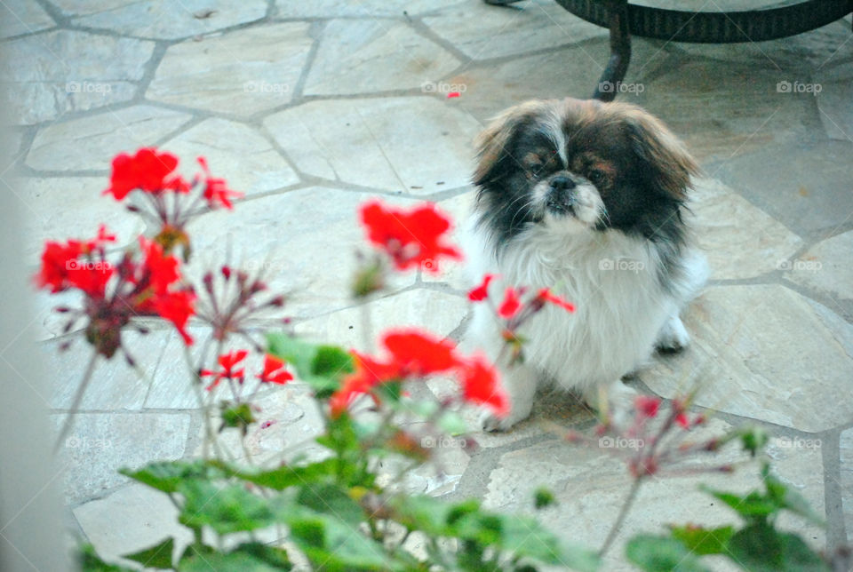 Pekingese Dog, looking at the red flowers