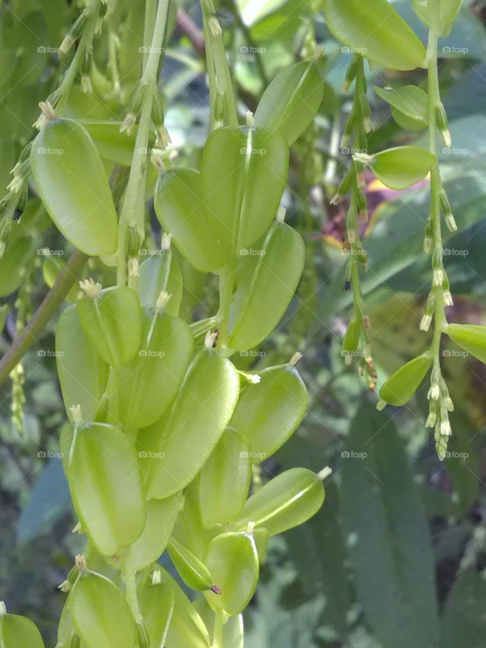 The only small looking face of this leaf is not less than any chandelier.