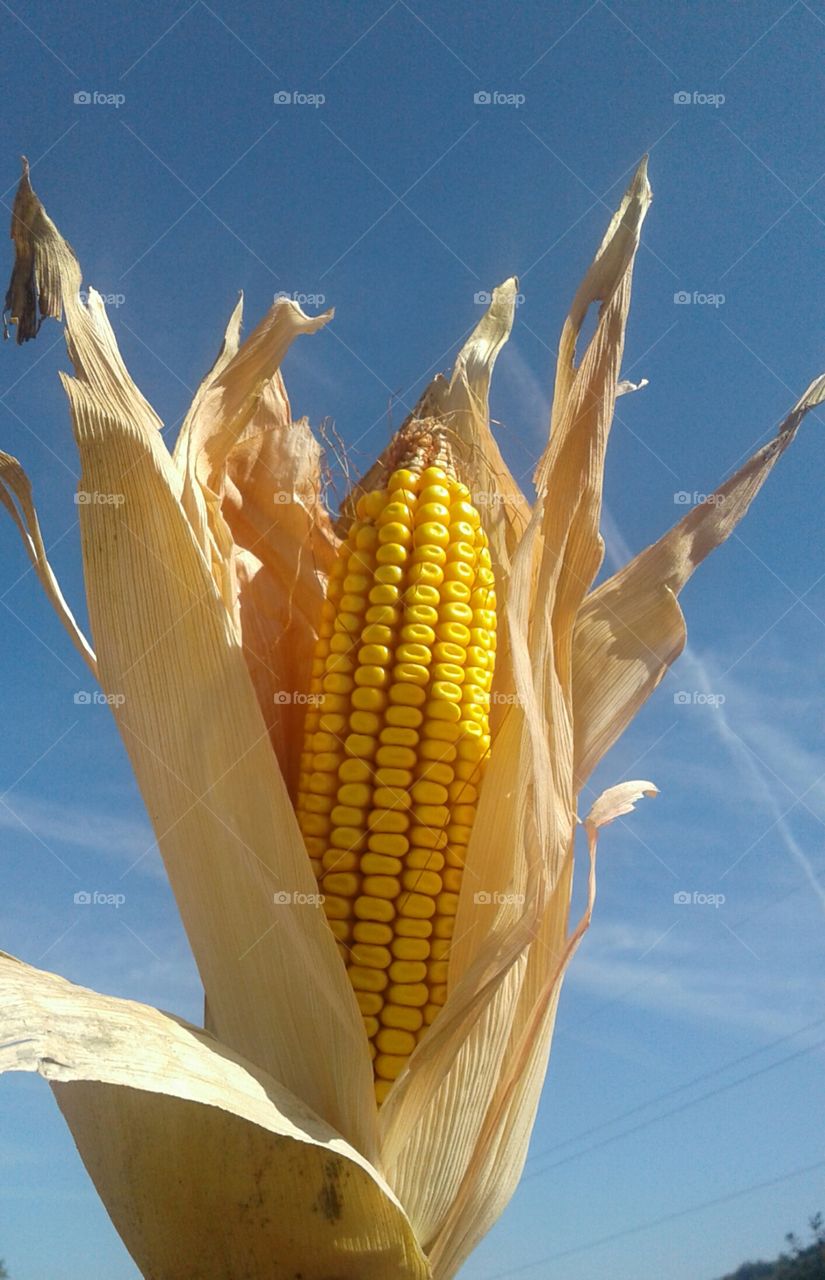 Time to pick up some corns