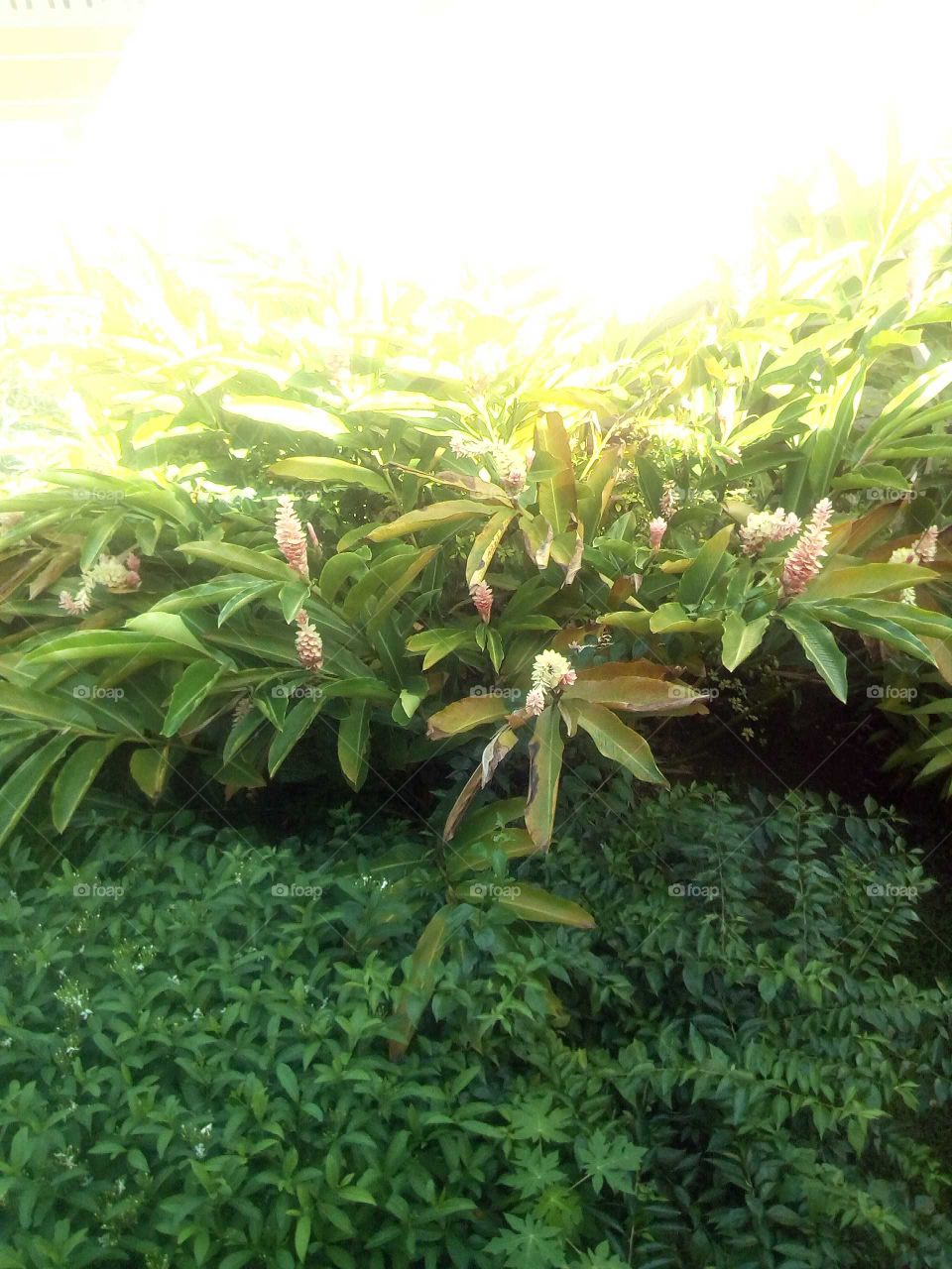 you can see that the sun is very hot but you can also the beautiful green plants an how beautiful they or.