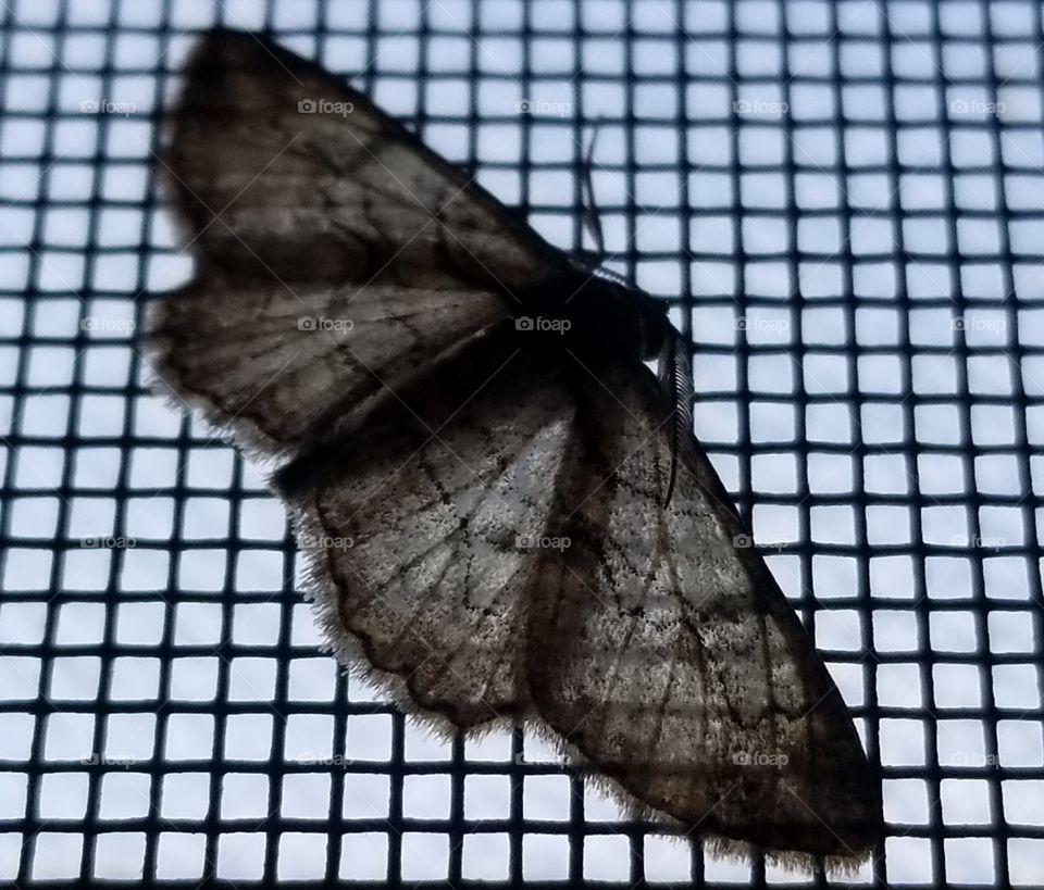 A moths resting place on a  screen door.
It keeps an eye open on the birds, not planning to be their next meal.