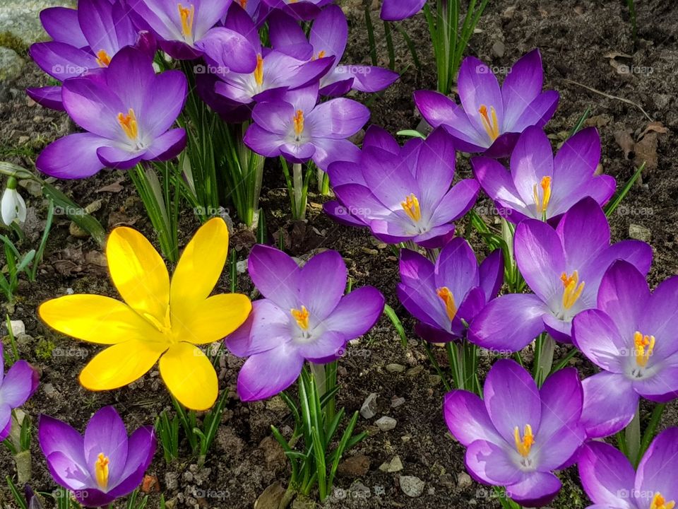 Crocus