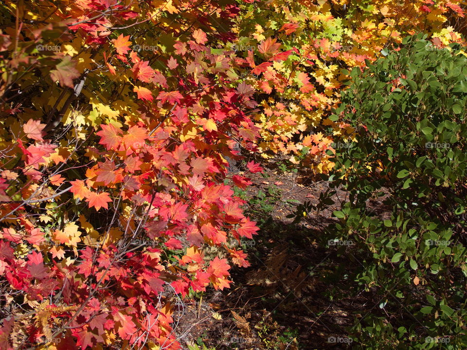 Maple leaves in their brilliant fall colors in the forests of Oregon 