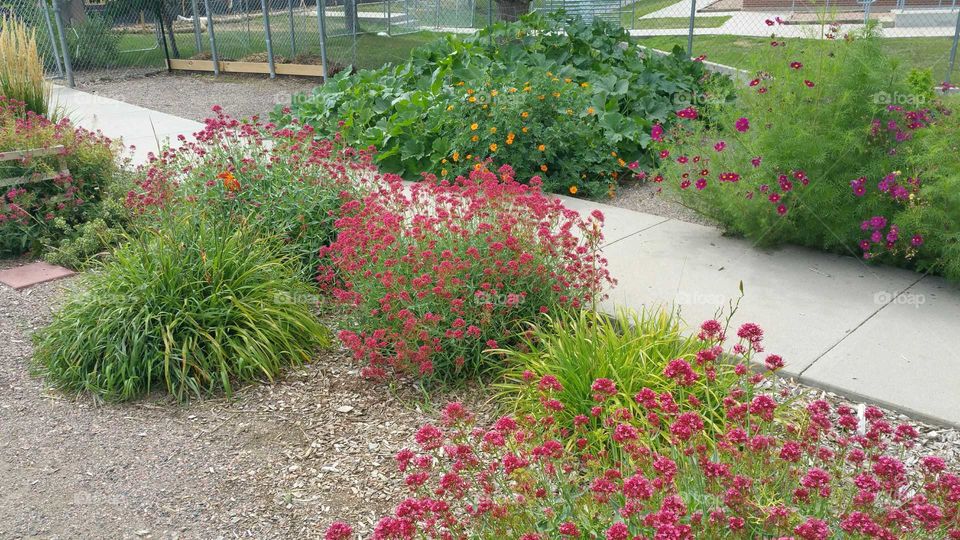 Summer Community Garden