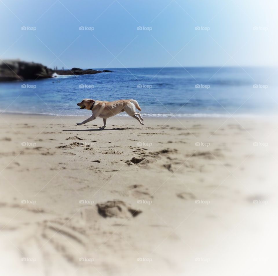 Dog at the beach