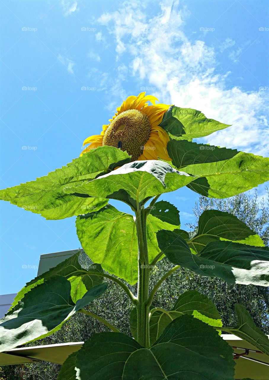 Large Sunflower against the blue summer sky!