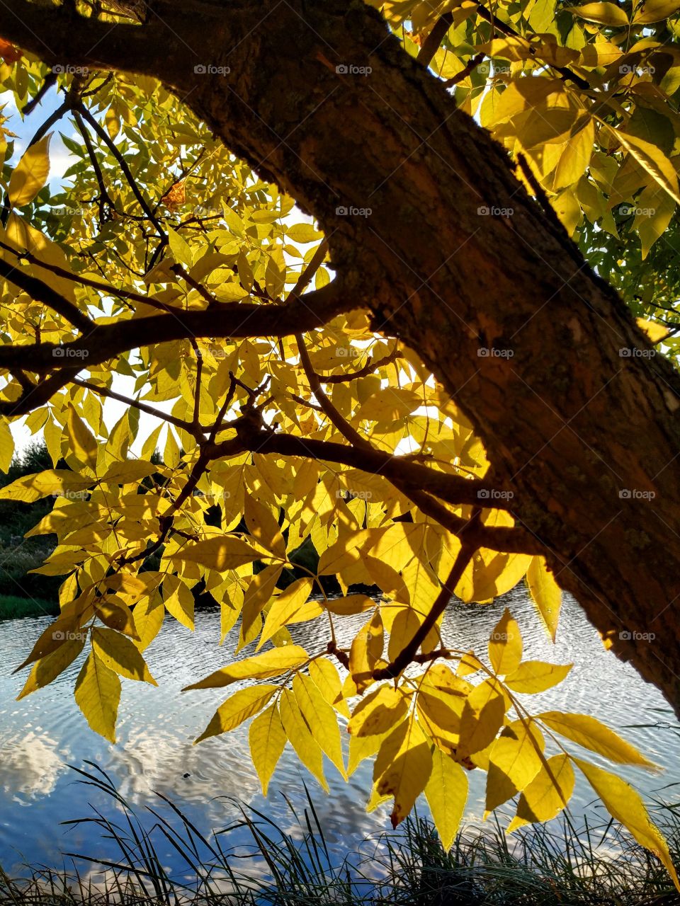 Bright yellow leaves and the blue sky in the water