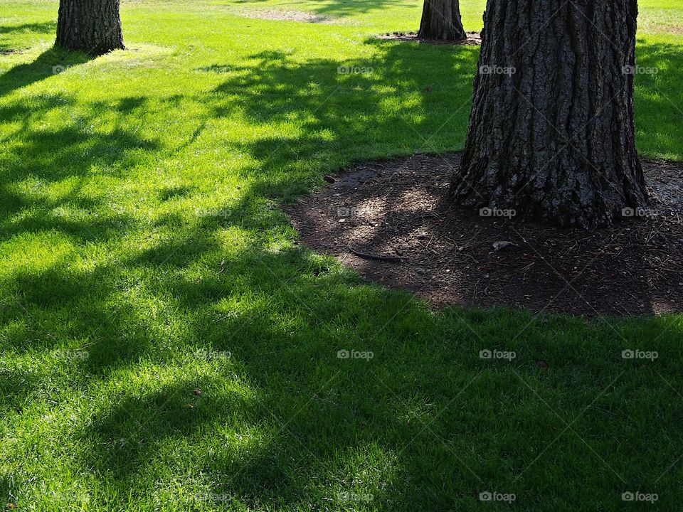 An urban park full of trees provide relief from the heat of a sunny summer morning. 