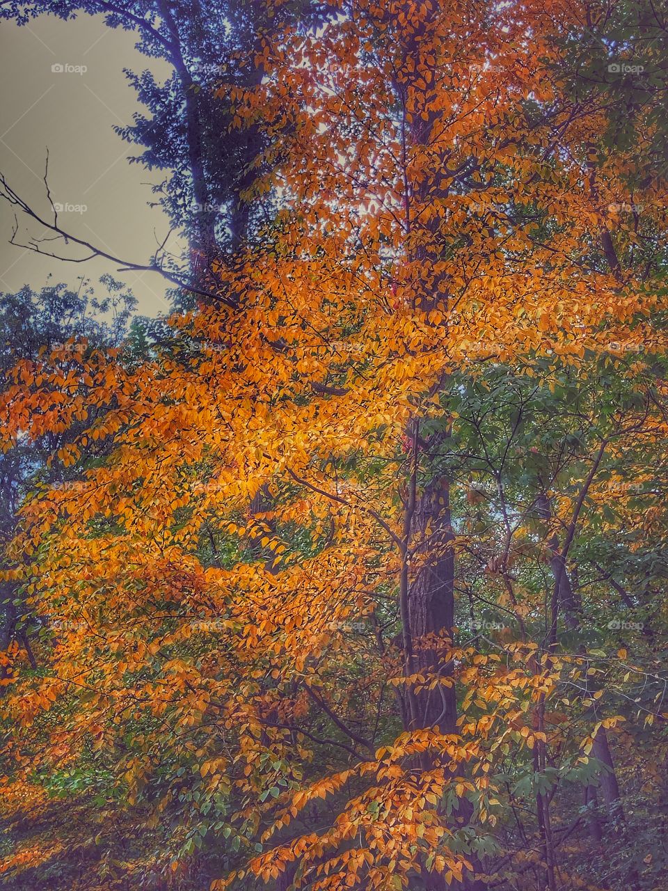 Autumn leaves trees forest leaves turning shades if yellow and orange 