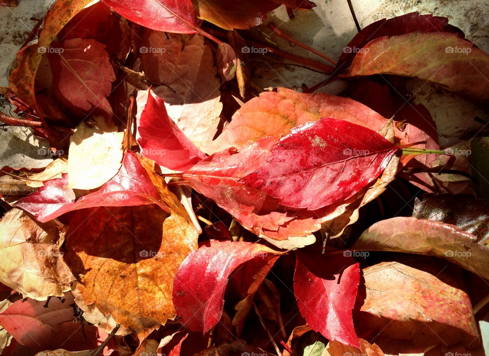 italy nature red october by korazmd
