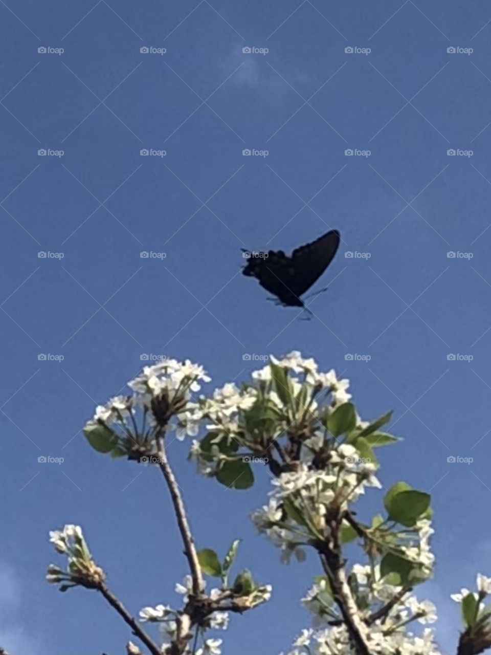 Black butterfly in flight above the Bradford Pear against the bright blue sky! He was so fast that I’m amazed I got any shots with my phone!!