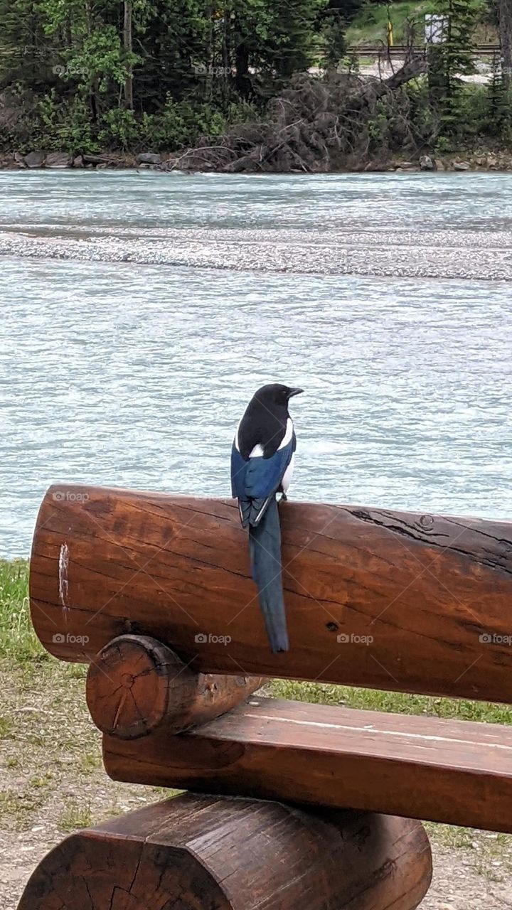 Blue Jay sitting at the waterfront at the rivers edge