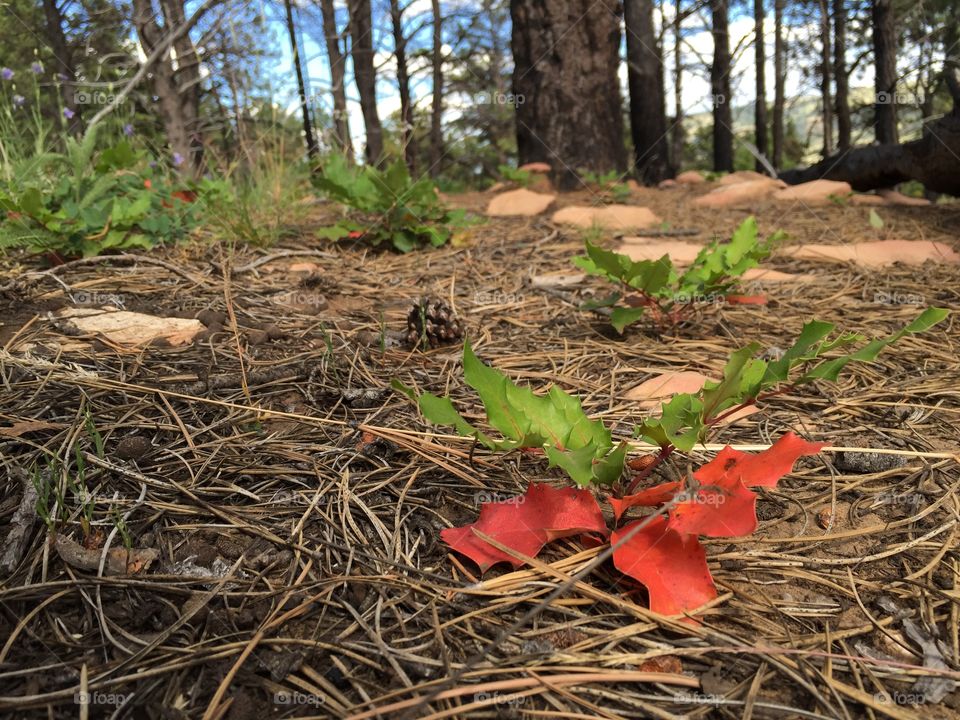 Red Leaf on Forest Floor. Early signs of fall. A leaf changing from green to red on a mountain forest floor.