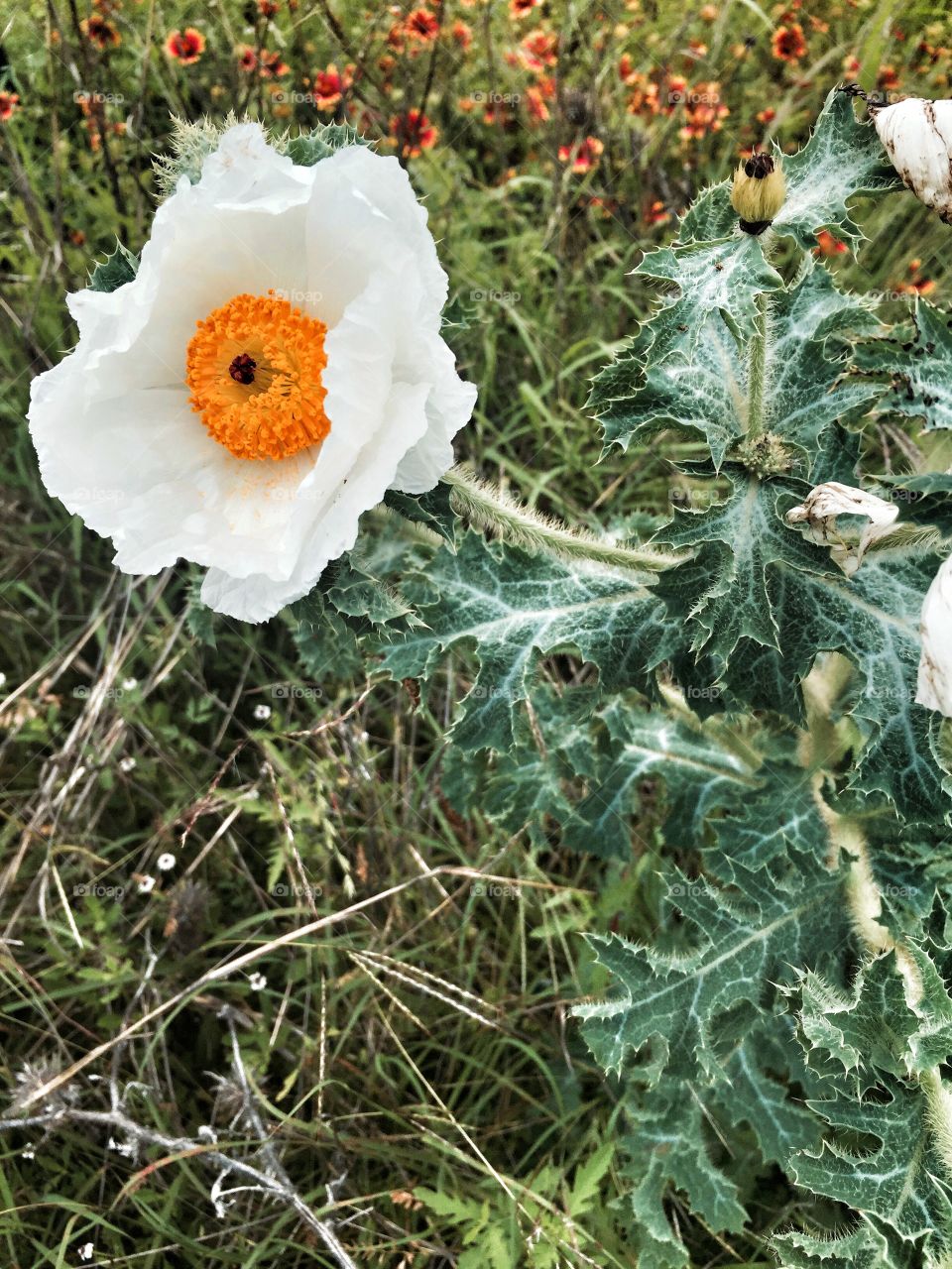 Texas Weeds