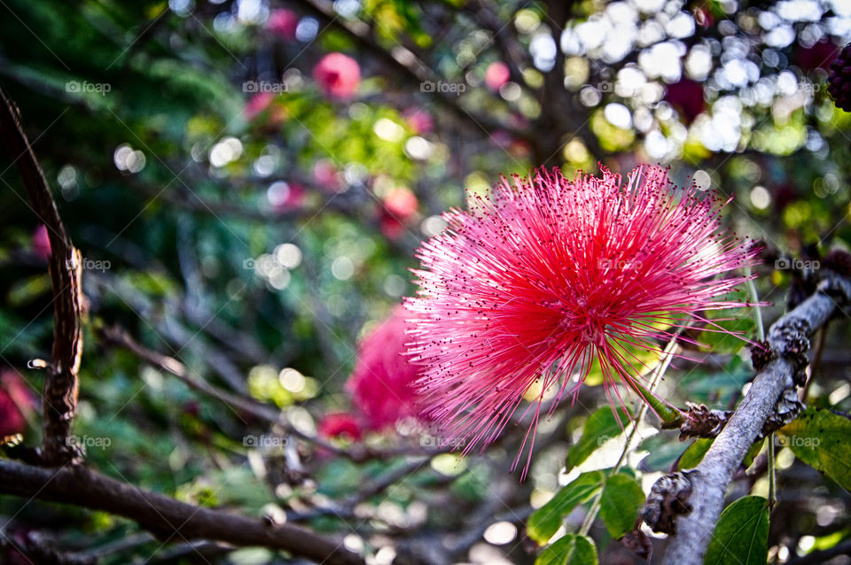 red pom-pom