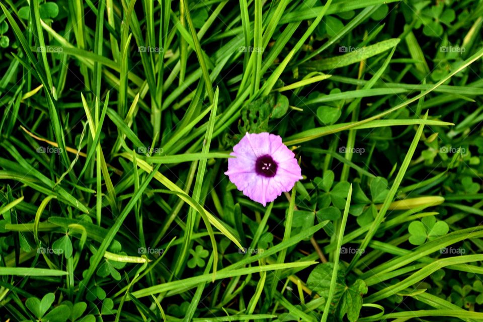 Flor color púrpura que encontré en mi jardín