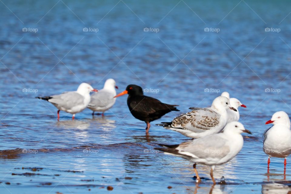 Sooty oyster catcher seabird among seagulls 