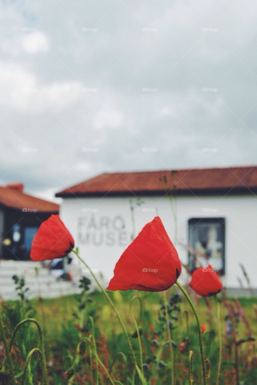 The Bergman center . The Bergman center at Fårö