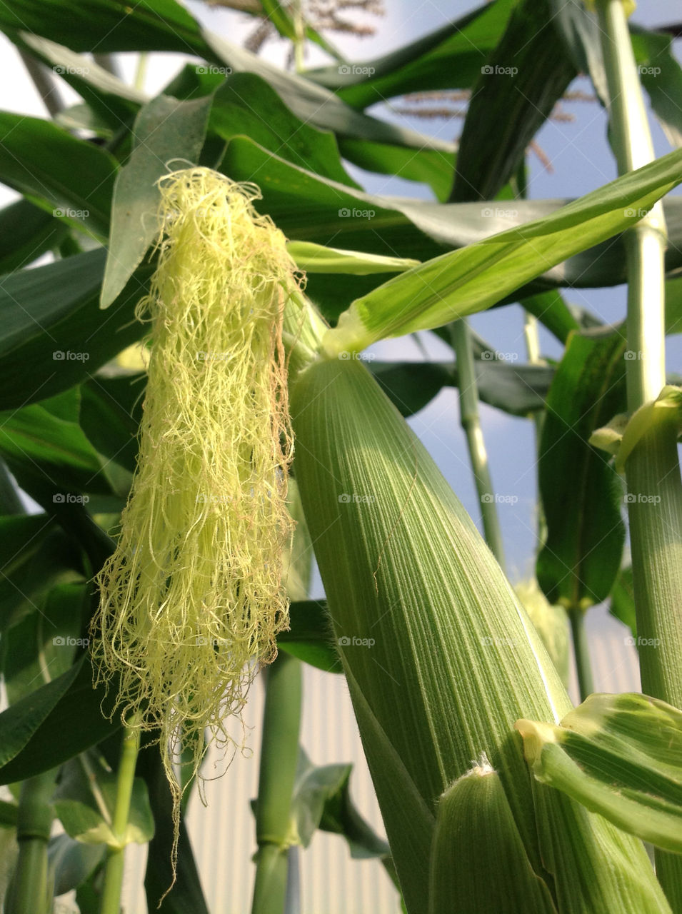 united kingdom harvest corn crops by andyjbee