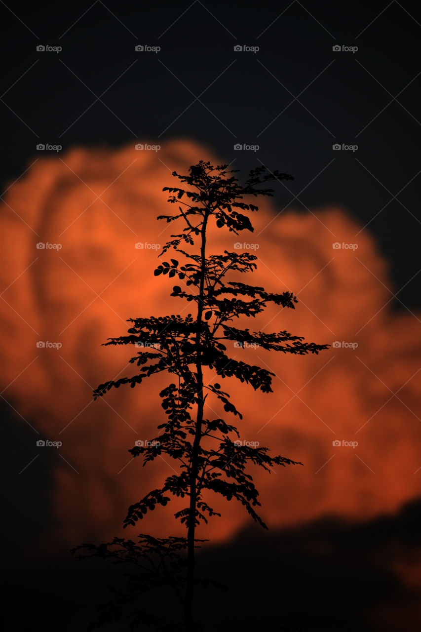 only the flexible tree can withstand a storm, the rigid one do break