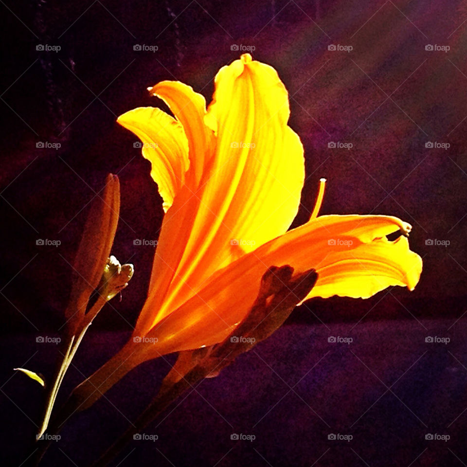 yellow nature flower sun by vfritts