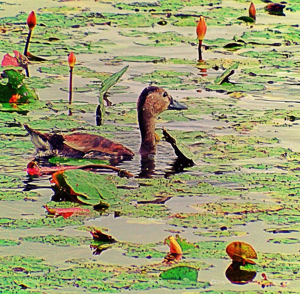 Duck and Waterlilies 