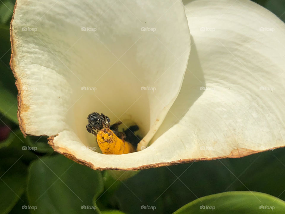 Polinización flor blanca - white flower pollination